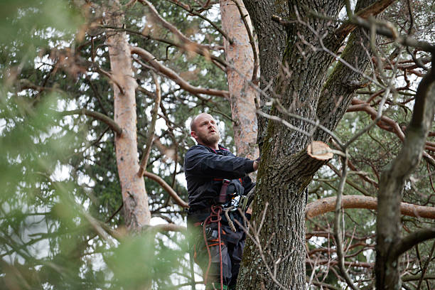 Reliable Rapid City, SD Tree Services Solutions